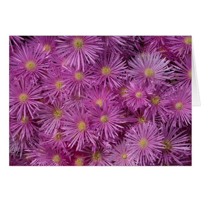 Paarse Aster Flowers (Voorkant Horizontaal)