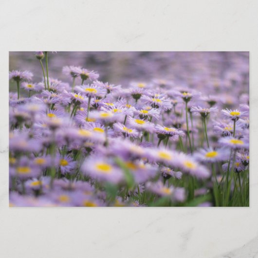 Paarse Aster Flowers Briefpapier (Voorkant)