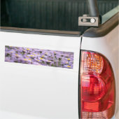 Paarse Aster Flowers Bumpersticker (Op Truck)