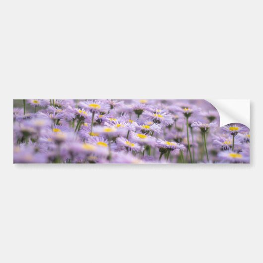 Paarse Aster Flowers Bumpersticker (Voorkant)