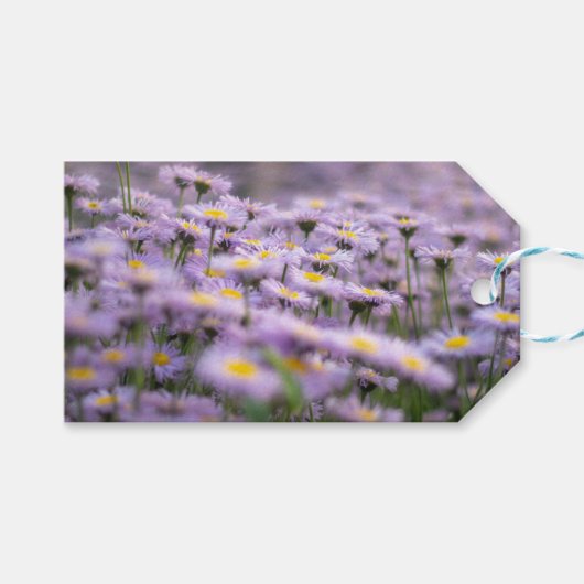 Paarse Aster Flowers Cadeaulabel (Voorkant (Horizontaal))