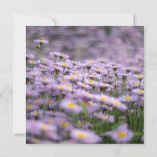 Paarse Aster Flowers Kaart