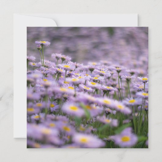 Paarse Aster Flowers Kaart (Voorkant)