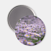 Paarse Aster Flowers Magneet (Voorkant / Achterkant)