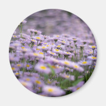 Paarse Aster Flowers
