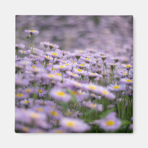 Paarse Aster Flowers
