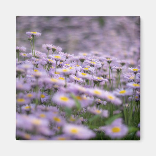 Paarse Aster Flowers Magneet (Voorkant)