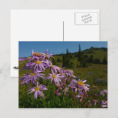 Paarse Aster Flowers op Mount Rainier Briefkaart (Voorkant / Achterkant)
