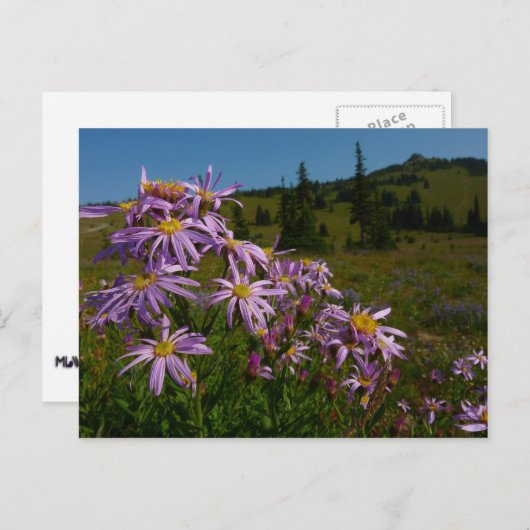 Paarse Aster Flowers op Mount Rainier Briefkaart (Voorkant / Achterkant)