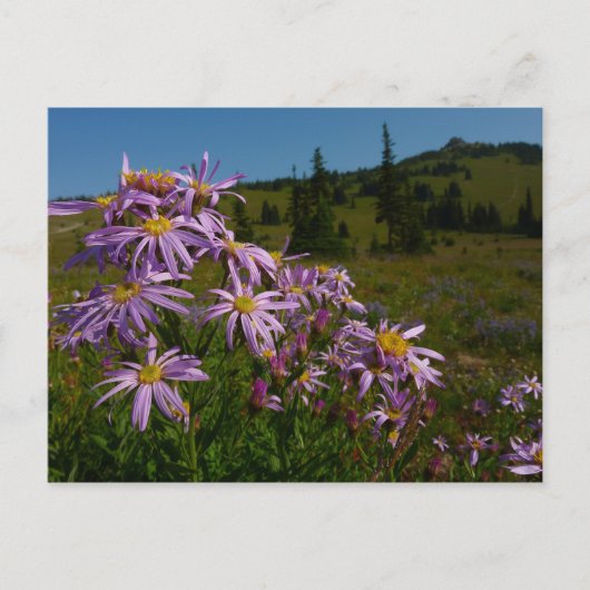 Paarse Aster Flowers op Mount Rainier Briefkaart (Voorkant)