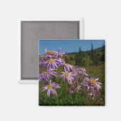 Paarse Aster Flowers op Mount Rainier Magneet (Voorkant / Achterkant)