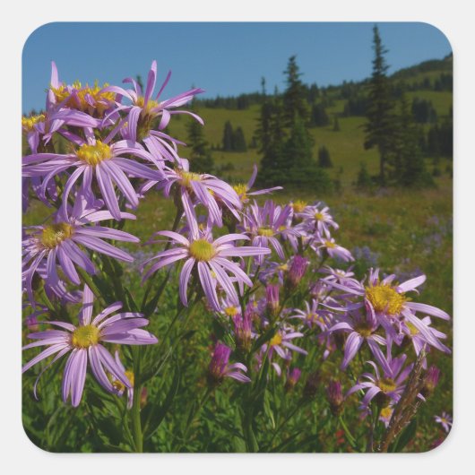 Paarse Aster Flowers op Mount Rainier Vierkante Sticker (Voorkant)