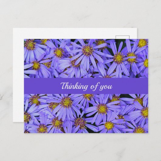 Paarse aster Flowers op RHS Garden Wisley Thinking Briefkaart (Voorkant / Achterkant)