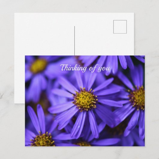 Paarse aster Flowers op RHS Garden Wisley Thinking Briefkaart (Voorkant / Achterkant)