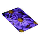 Paarse aster Flowers op RHS Garden Wisley Thinking Magneet (Rechterzijde)