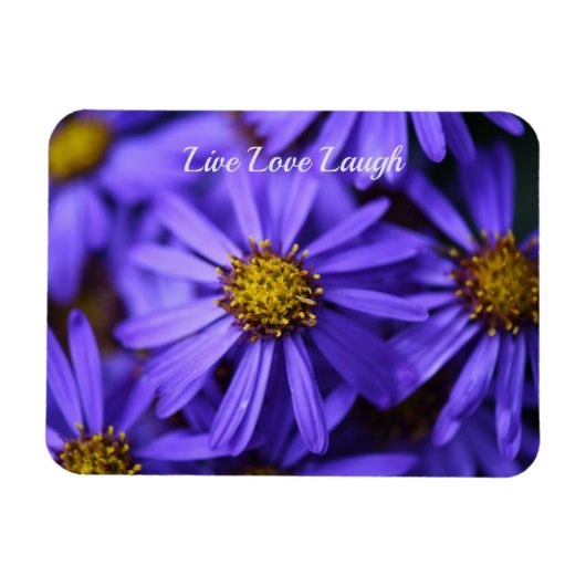 Paarse aster Flowers op RHS Garden Wisley Thinking Magneet (Horizontaal)