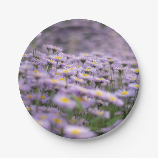 Paarse Aster Flowers Papieren Bordje (Voorkant)