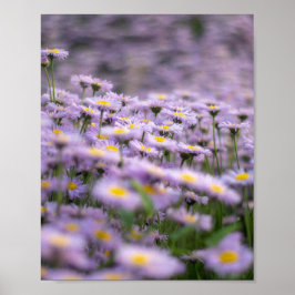 Paarse Aster Flowers Poster