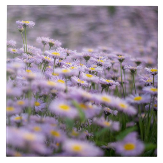 Paarse Aster Flowers Tegeltje (Voorkant)