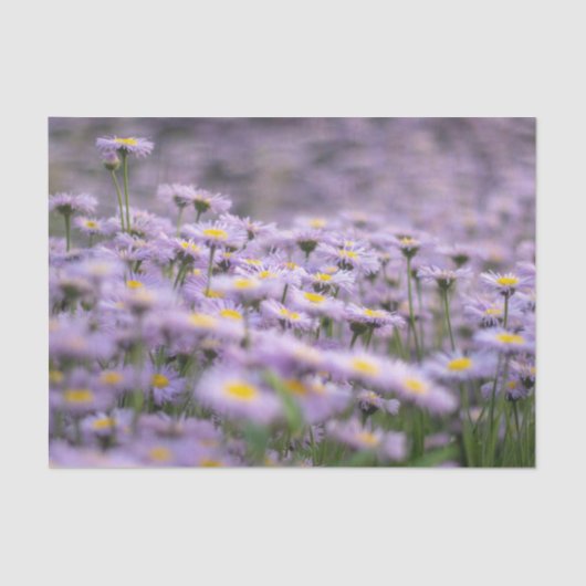 Paarse Aster Flowers Tissuepapier (Voorkant)