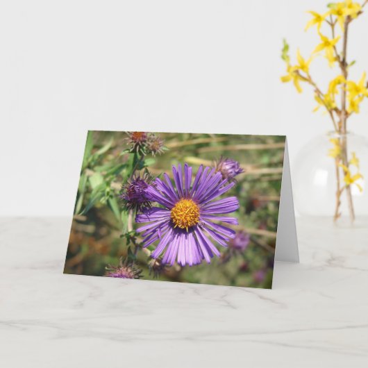 Paarse Aster Kaart (Gele Bloem)
