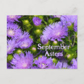 Paarse aster wilde bloemen fotografische bloemen briefkaart (Voorkant)