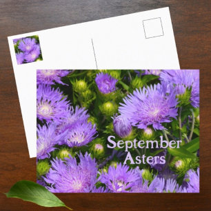 Paarse aster wilde bloemen fotografische bloemen briefkaart