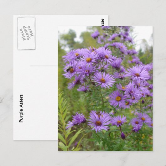 Paarse Asters Briefkaart (Voorkant / Achterkant)