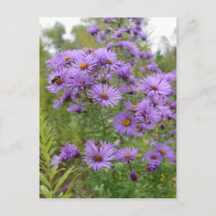 Paarse Asters Briefkaart