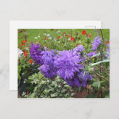 Paarse Asters en Ivy Briefkaart (Voorkant / Achterkant)
