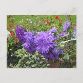 Paarse Asters en Ivy Briefkaart