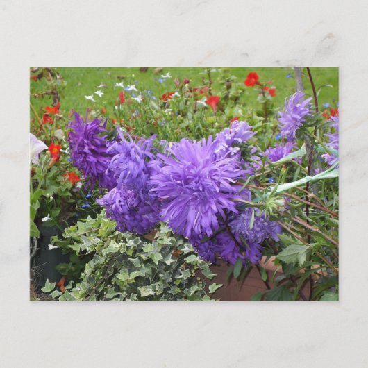 Paarse Asters en Ivy Briefkaart (Voorkant)