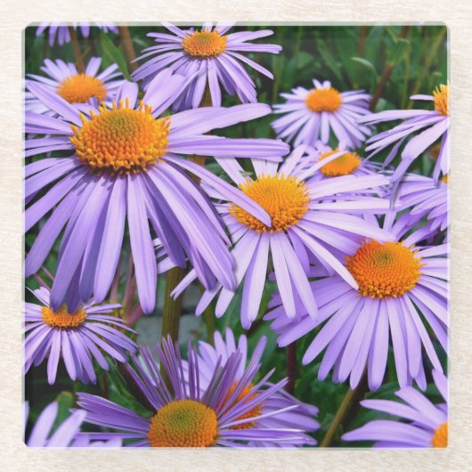  Paarse Asters Glazen Onderzetter (Voorkant)