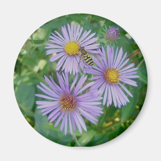 Paarse Asters met Bee Fly Magnet (Voorkant)