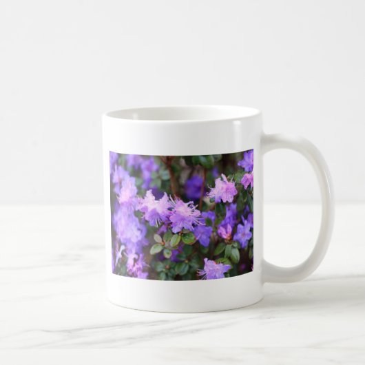 paarse azalea bloeiende struik koffiemok (Rechts)