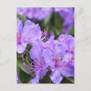 paarse azalea bloemen，杜鹃花 briefkaart
