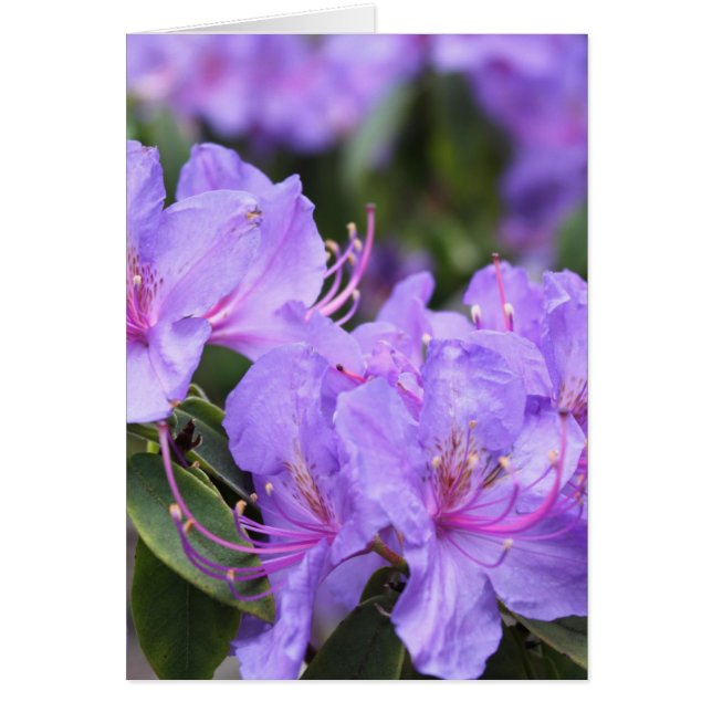 paarse azalea-bloemen 杜 花 (Voorkant)