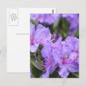 paarse azalea-bloemen 杜 花 briefkaart (Voorkant / Achterkant)