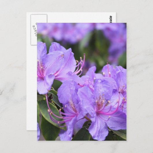 paarse azalea-bloemen 杜 花 briefkaart (Voorkant / Achterkant)