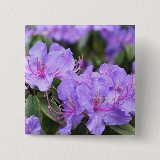 paarse azalea-bloemen 杜 花 vierkante button 5,1 cm (Voorkant)