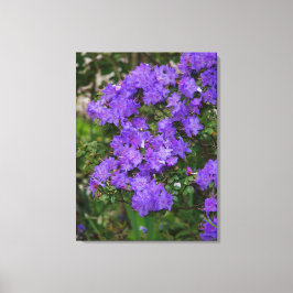 Paarse Azalea Canvas Afdruk