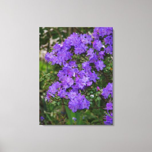 Paarse Azalea Canvas Afdruk (Voorkant)