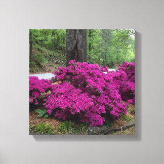 Paarse Azalea Struiken in bloei Canvas Afdruk