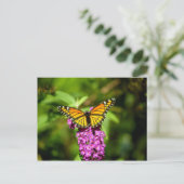 Paarse baard (Viceroy Butterfly) Briefkaart (Staand voorkant)