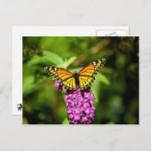 Paarse baard (Viceroy Butterfly) Briefkaart (Voorkant / Achterkant)