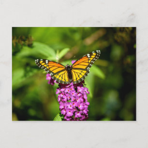 Paarse baard (Viceroy Butterfly) Briefkaart