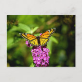 Paarse baard (Viceroy Butterfly) Briefkaart (Voorkant)