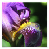 Paarse baardbloemblad Iris bloemblad Close Up 8x8 Foto Afdruk (Voorkant)