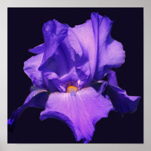 Paarse Baardiris Bloem Poster