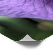 Paarse Baardiris Bloem Poster (Hoek)